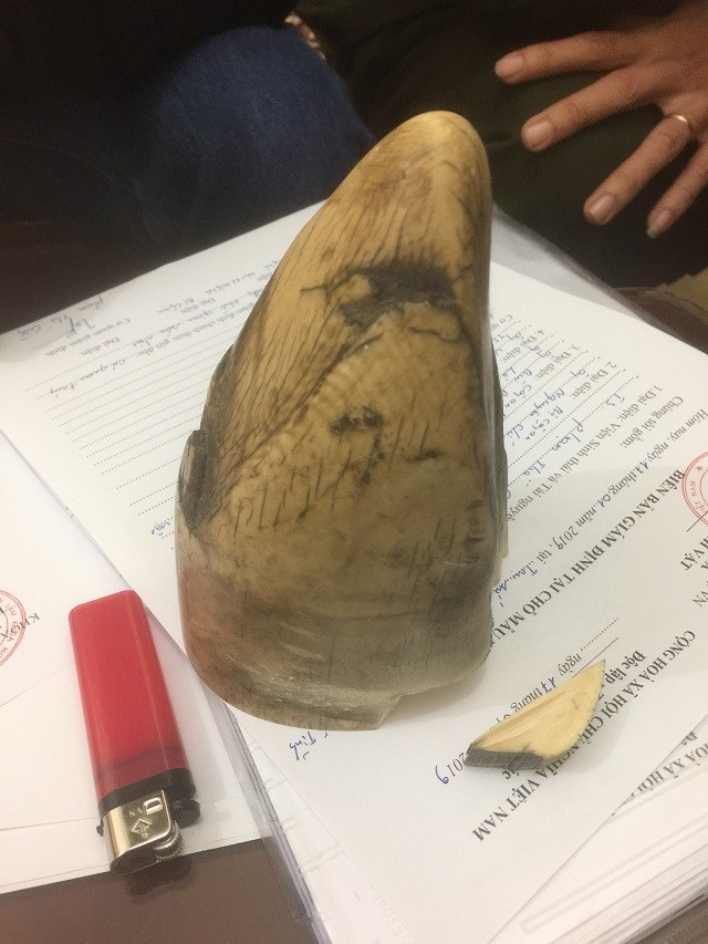 Bắt nhóm đối tượng buôn bán hơn 200 cá thể tê tê - Ảnh 4. Bắt nhóm đối tượng buôn bán hơn 200 cá thể tê tê - Ảnh 4.