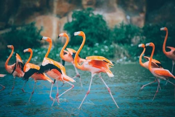 Đua nhau “check in” bên cây thông lồng đèn cao nhất Việt Nam - Ảnh 11. Đua nhau “check in” bên cây thông lồng đèn cao nhất Việt Nam - Ảnh 11.