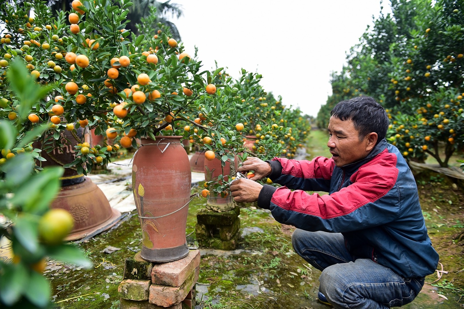 Độc đáo: Quất lọ bonsai hút khách chơi Tết - Ảnh 11. Độc đáo: Quất lọ bonsai hút khách chơi Tết - Ảnh 11.
