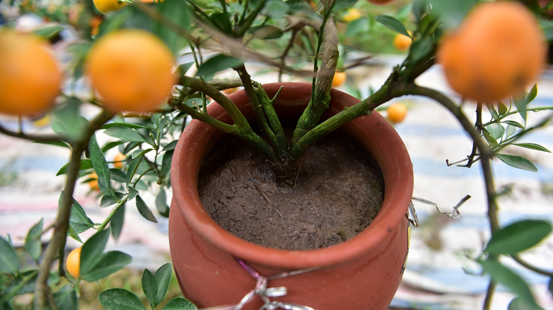 Độc đáo: Quất lọ bonsai hút khách chơi Tết - Ảnh 5. Độc đáo: Quất lọ bonsai hút khách chơi Tết - Ảnh 5.