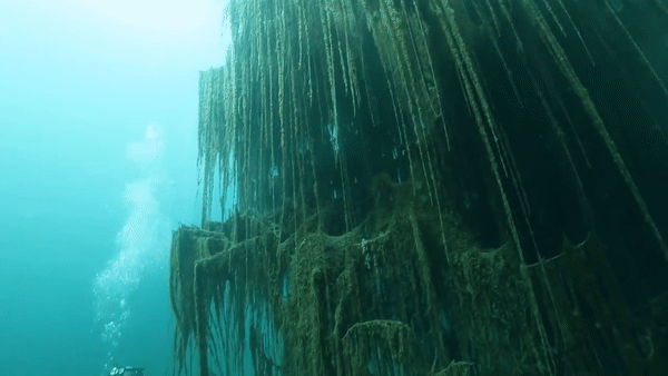 Theo chân thợ lặn khám phá vẻ đẹp siêu thực dưới đáy hồ với hệ thực vật phát triển phong phú