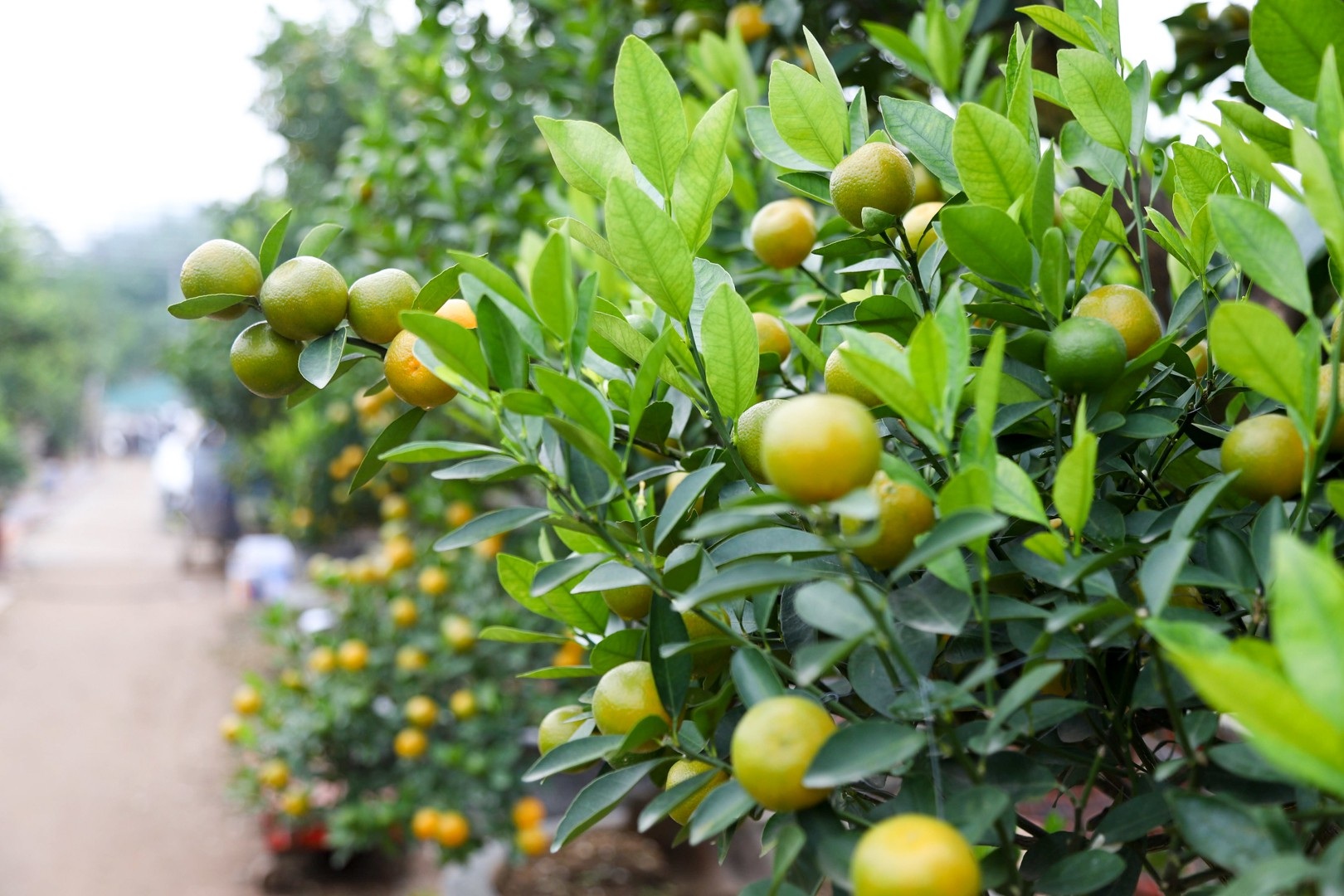 Lạ mắt quất ghép gỗ lũa bung hàng chơi Tết - Ảnh 11. Lạ mắt quất ghép gỗ lũa bung hàng chơi Tết - Ảnh 11.
