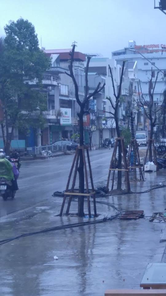 Lạ lùng hàng trăm cây xanh mọc dưới... lòng đường - Ảnh 7. Lạ lùng hàng trăm cây xanh mọc dưới... lòng đường - Ảnh 7.