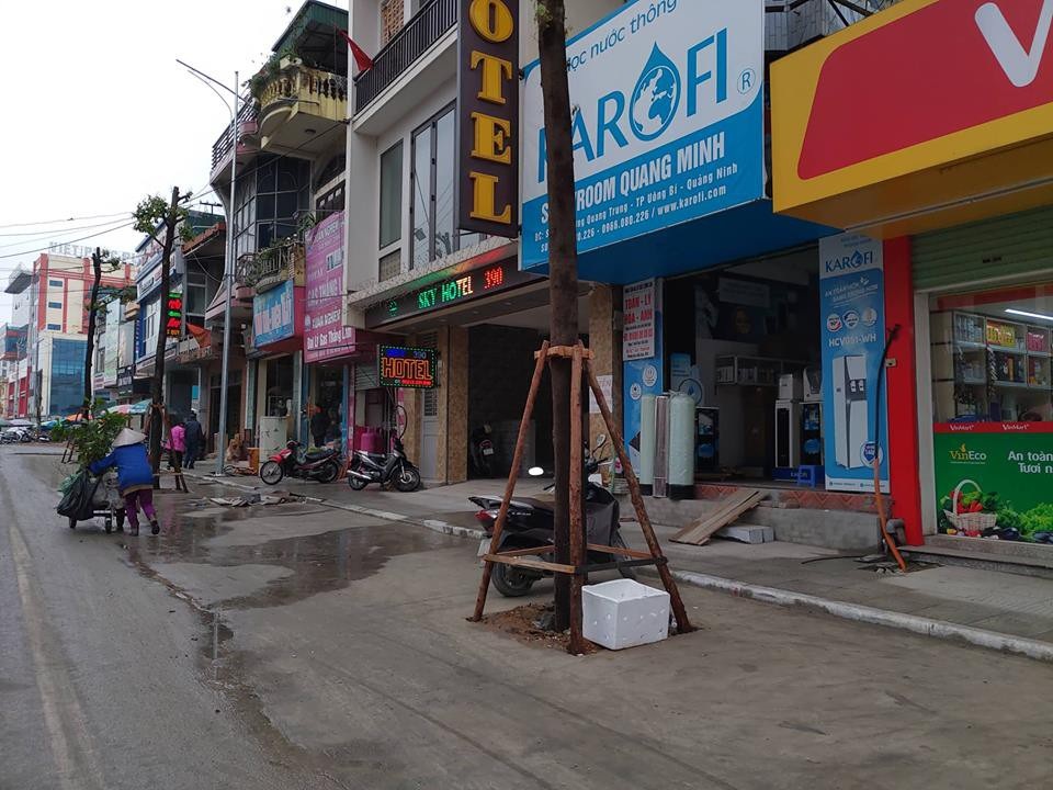 Lạ lùng hàng trăm cây xanh mọc dưới... lòng đường - Ảnh 3. Lạ lùng hàng trăm cây xanh mọc dưới... lòng đường - Ảnh 3.