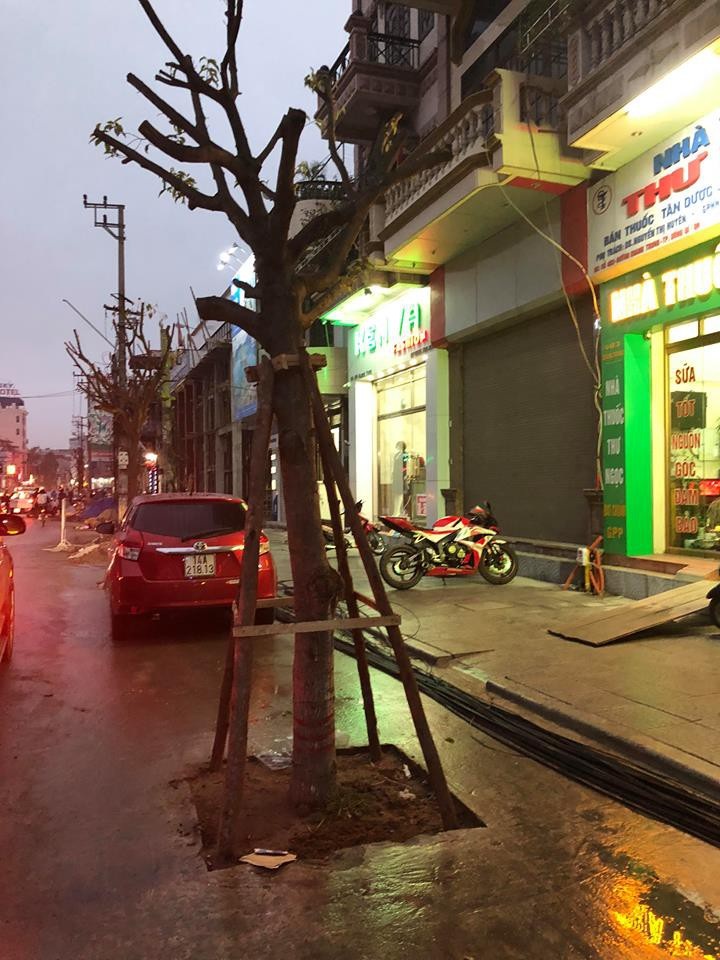 Lạ lùng hàng trăm cây xanh mọc dưới... lòng đường - Ảnh 5. Lạ lùng hàng trăm cây xanh mọc dưới... lòng đường - Ảnh 5.