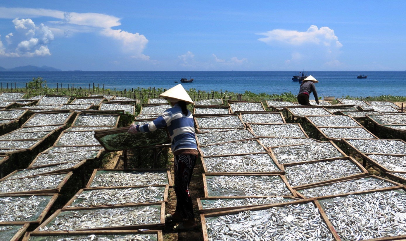 Giáp Tết: Làng nghề nước mắm Phú Yên nhộn nhịp vào vụ - Ảnh 1. Giáp Tết: Làng nghề nước mắm Phú Yên nhộn nhịp vào vụ - Ảnh 1.