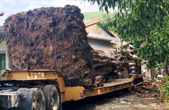 Lại phát hiện xe chở cây “quái thú” trên đường - Ảnh 1. Lại phát hiện xe chở cây “quái thú” trên đường - Ảnh 1.