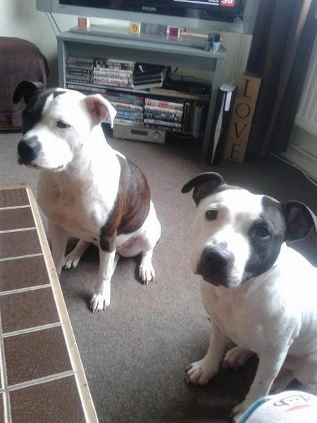 Thảm khốc bé sơ sinh qua đời vì bị chó nhà tấn công - Ảnh 2. Thảm khốc bé sơ sinh qua đời vì bị chó nhà tấn công - Ảnh 2.