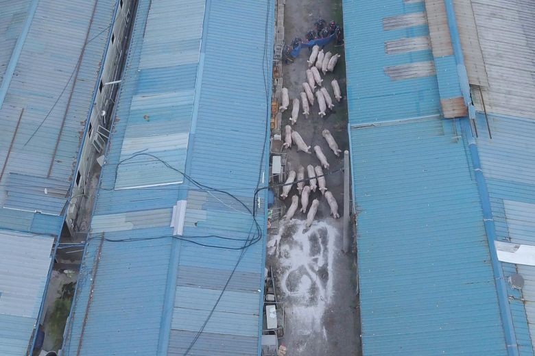 Hàn Quốc đưa quân nhân bắn tỉa đến gần biên giới Triều Tiên diệt lợn