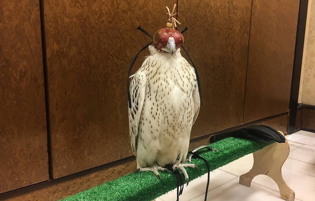 Tổng thống Putin tặng chim quý cho Quốc vương Ả rập Xê út