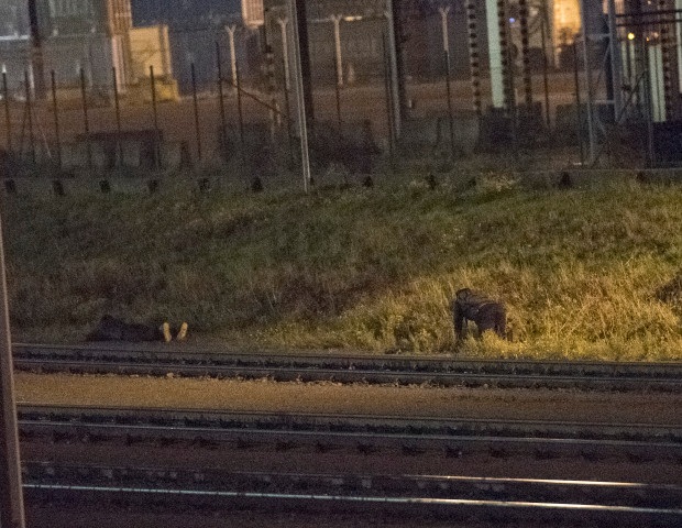 Trò “mèo vờn chuột” trong hành trình liều lĩnh của di dân vượt biên vào Anh