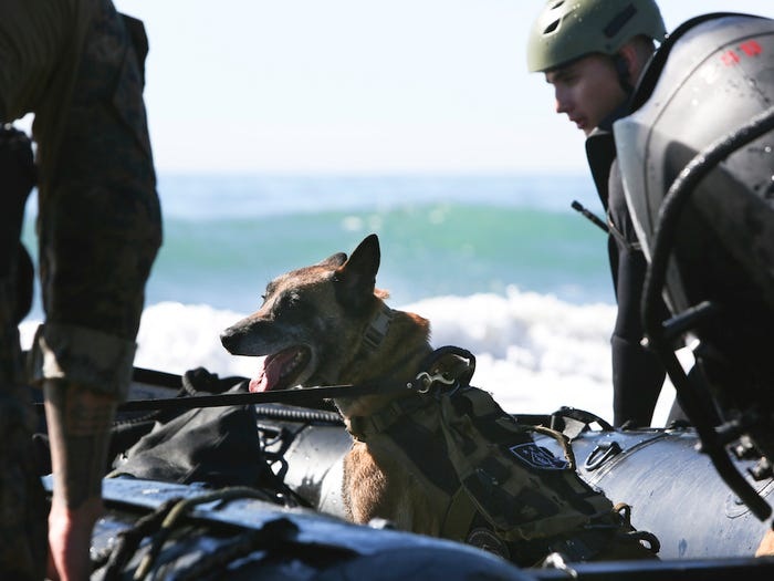 Quy trình đào tạo khắc nghiệt lực lượng khuyển đặc nhiệm của quân đội Mỹ