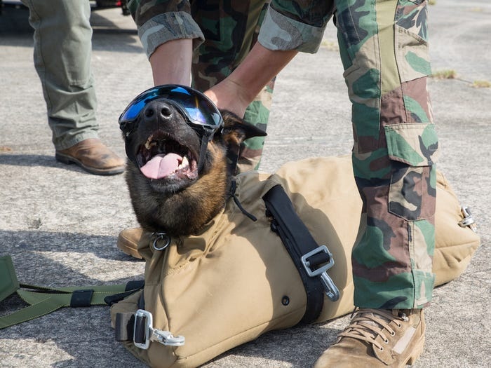 Quy trình đào tạo khắc nghiệt lực lượng khuyển đặc nhiệm của quân đội Mỹ