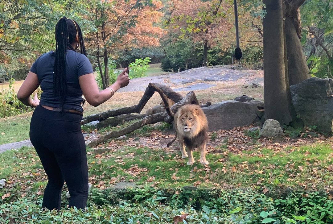 Mỹ bắt người phụ nữ liều lĩnh trèo vào chuồng, nhảy múa “trêu” sư tử