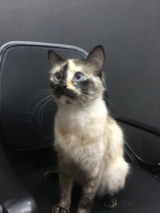 Hy hữu mèo “anh hùng” cứu bé trai 1 tuổi thoát chết trong gang tấc