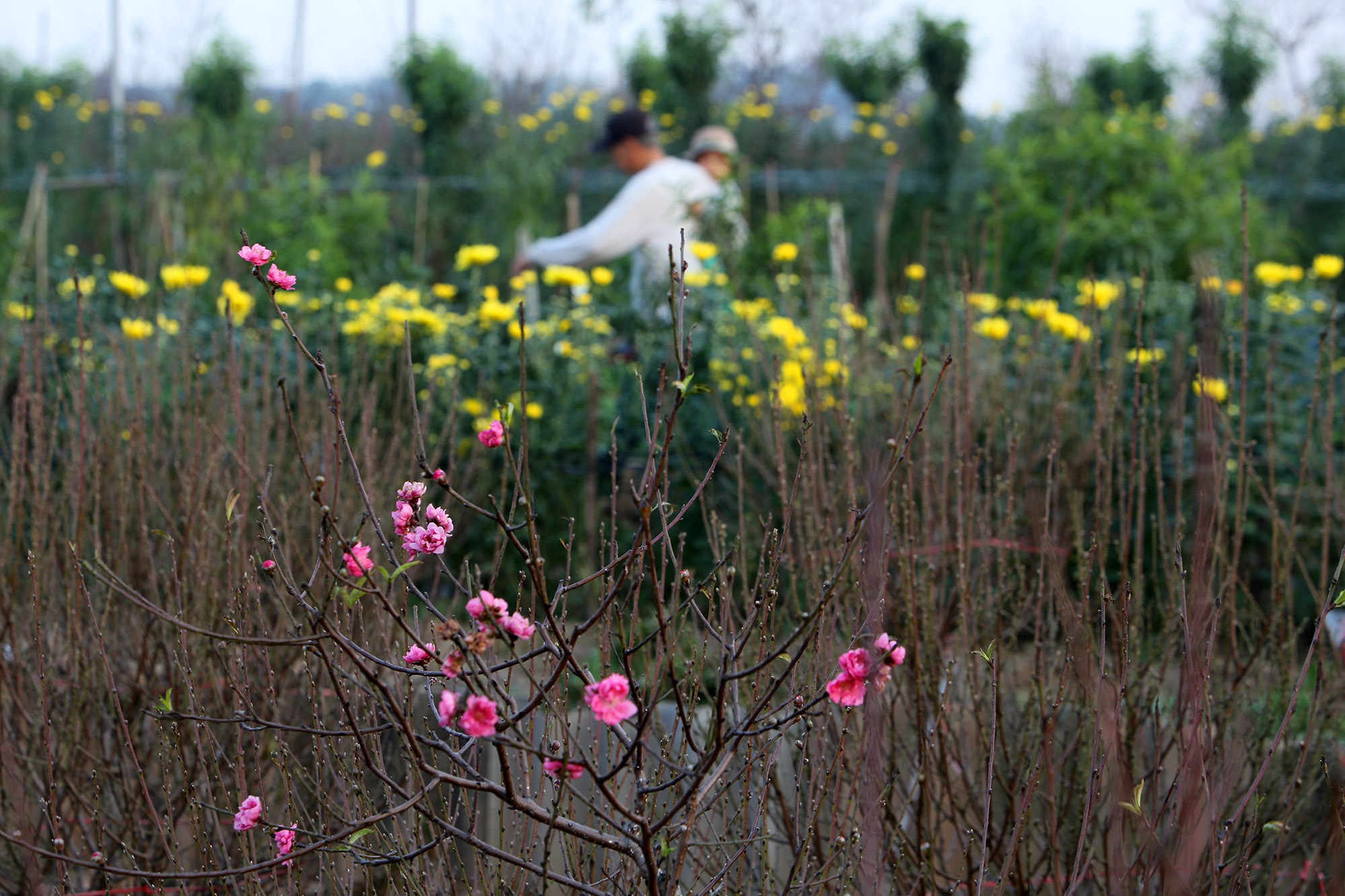 Hoa đào nở sớm khoe sắc đỏ rực vườn đào Nhật Tân - 1
