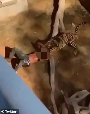 Sống sót thần kỳ sau khi trượt chân rơi xuống chuồng hổ ở Ả rập Xê út