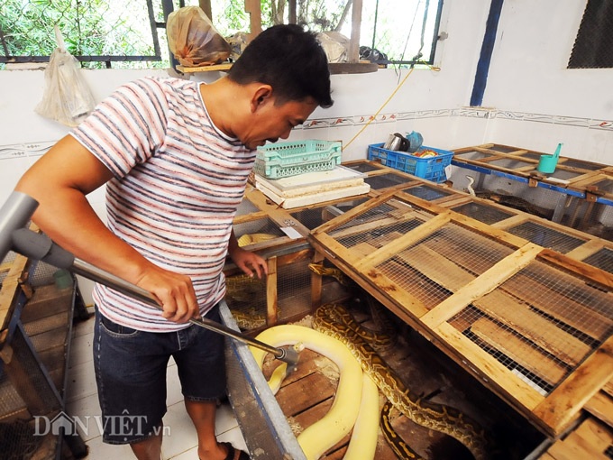 Đột nhập trại nuôi la liệt loài trăn đột biến khủng ở miền Tây - 2