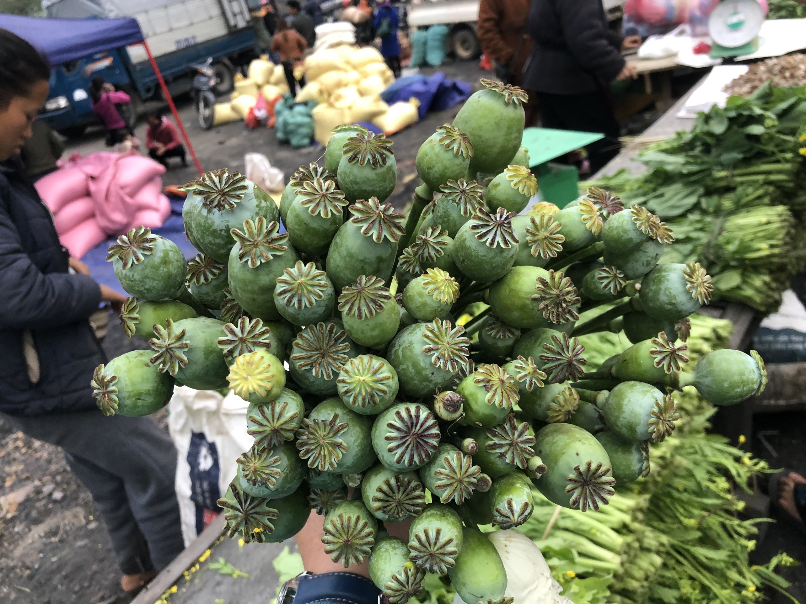 C&acirc;y anh t&uacute;c được b&agrave;y b&aacute;n c&ocirc;ng khai nơi chợ bi&ecirc;n giới L&agrave;o - Việt - 2