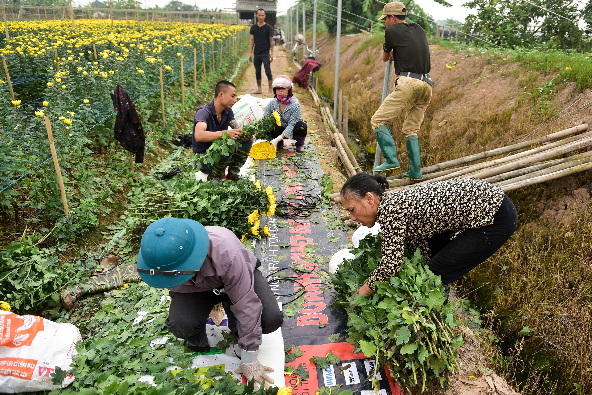 Người dân Tây Tựu rạng rỡ vì trúng vụ hoa cúc Rằm tháng Chạp - 3 Người dân Tây Tựu rạng rỡ vì trúng vụ hoa cúc Rằm tháng Chạp - 3
