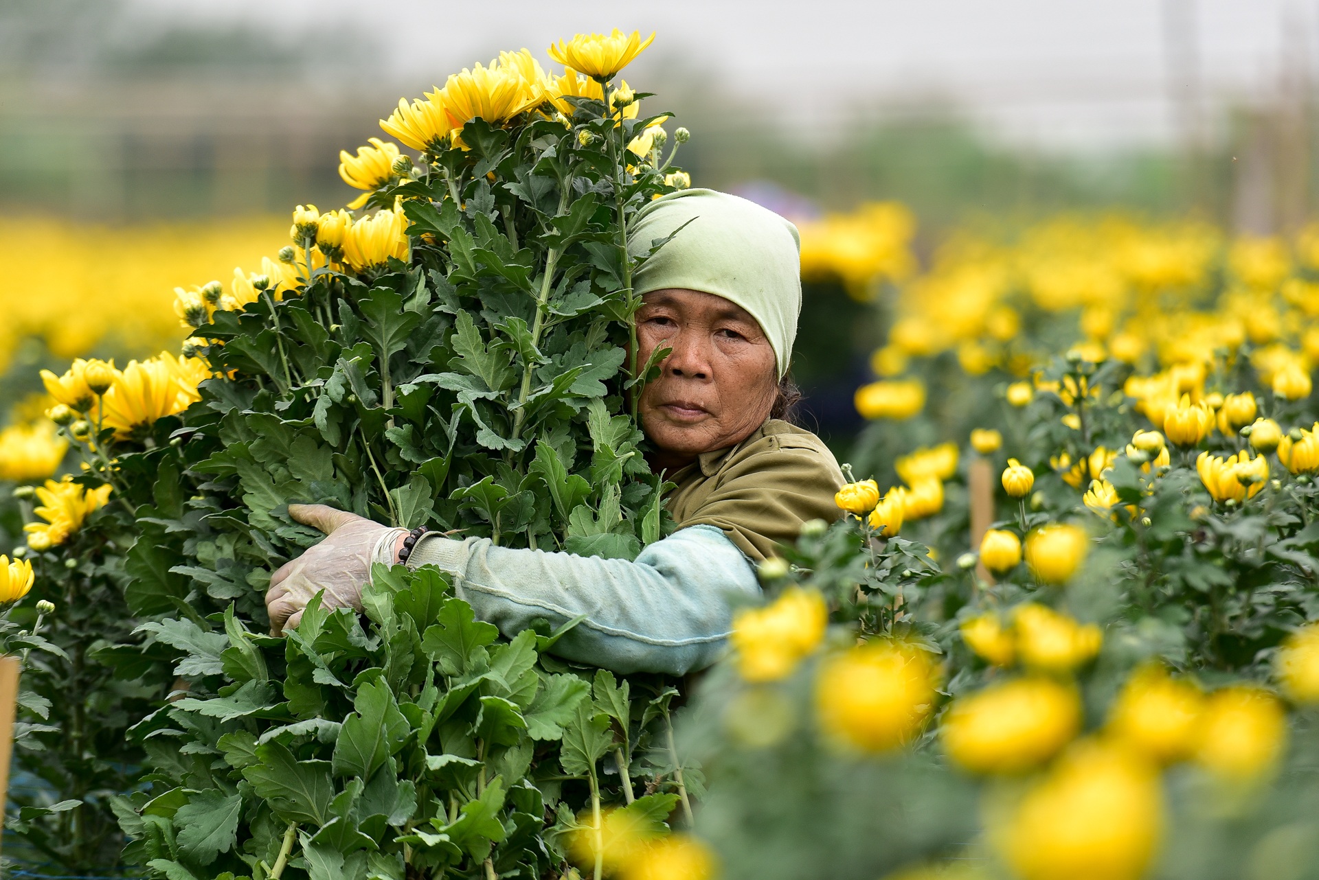 Người dân Tây Tựu rạng rỡ vì trúng vụ hoa cúc Rằm tháng Chạp - 4 Người dân Tây Tựu rạng rỡ vì trúng vụ hoa cúc Rằm tháng Chạp - 4