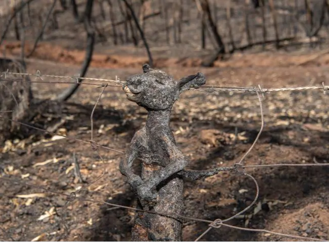 Australia đón trận mưa “vàng” giữa thảm kịch cháy rừng