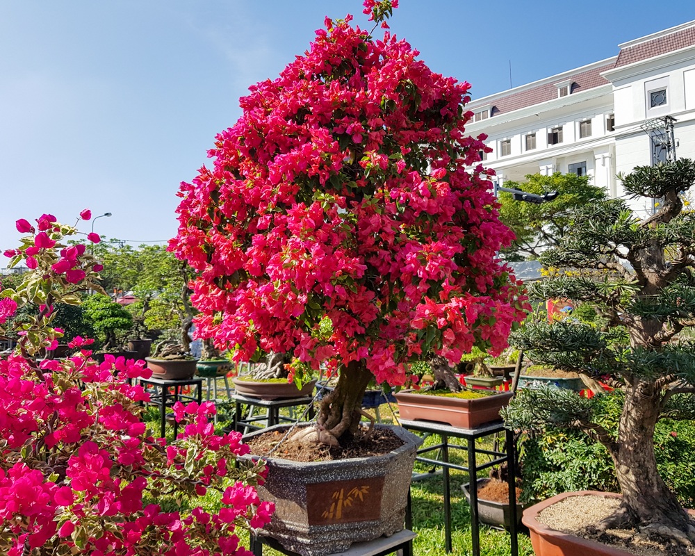 Ngắm những c&acirc;y hoa giấy &ldquo;khủng&rdquo; c&oacute; gi&aacute; h&agrave;ng chục triệu đồng - 2