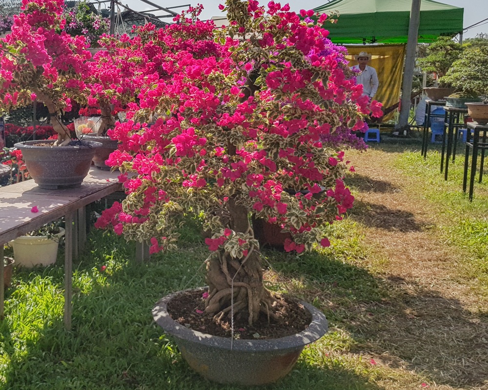 Ngắm những c&acirc;y hoa giấy &ldquo;khủng&rdquo; c&oacute; gi&aacute; h&agrave;ng chục triệu đồng - 4