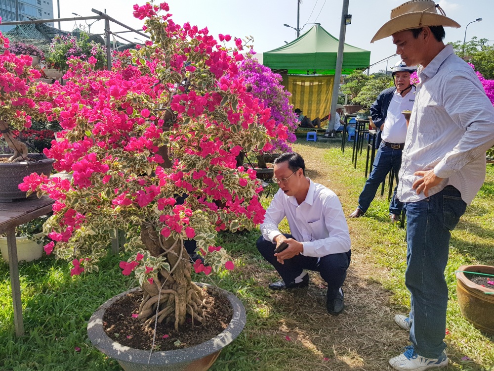 Ngắm những c&acirc;y hoa giấy &ldquo;khủng&rdquo; c&oacute; gi&aacute; h&agrave;ng chục triệu đồng - 6