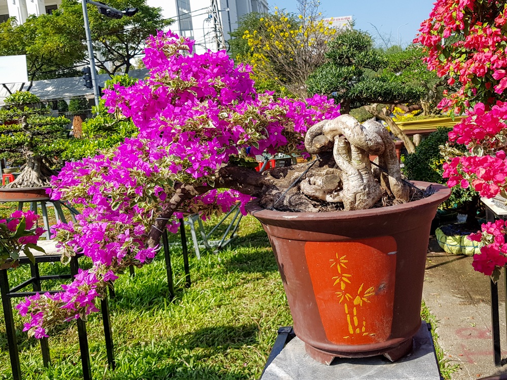 Ngắm những c&acirc;y hoa giấy &ldquo;khủng&rdquo; c&oacute; gi&aacute; h&agrave;ng chục triệu đồng - 7