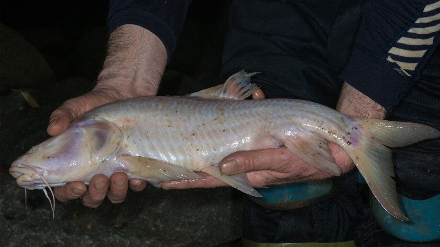 Cave fishing. Слепая Пещерная рыба. Пещерные рыбы. Подземные рыбы. Слепые рыбы.