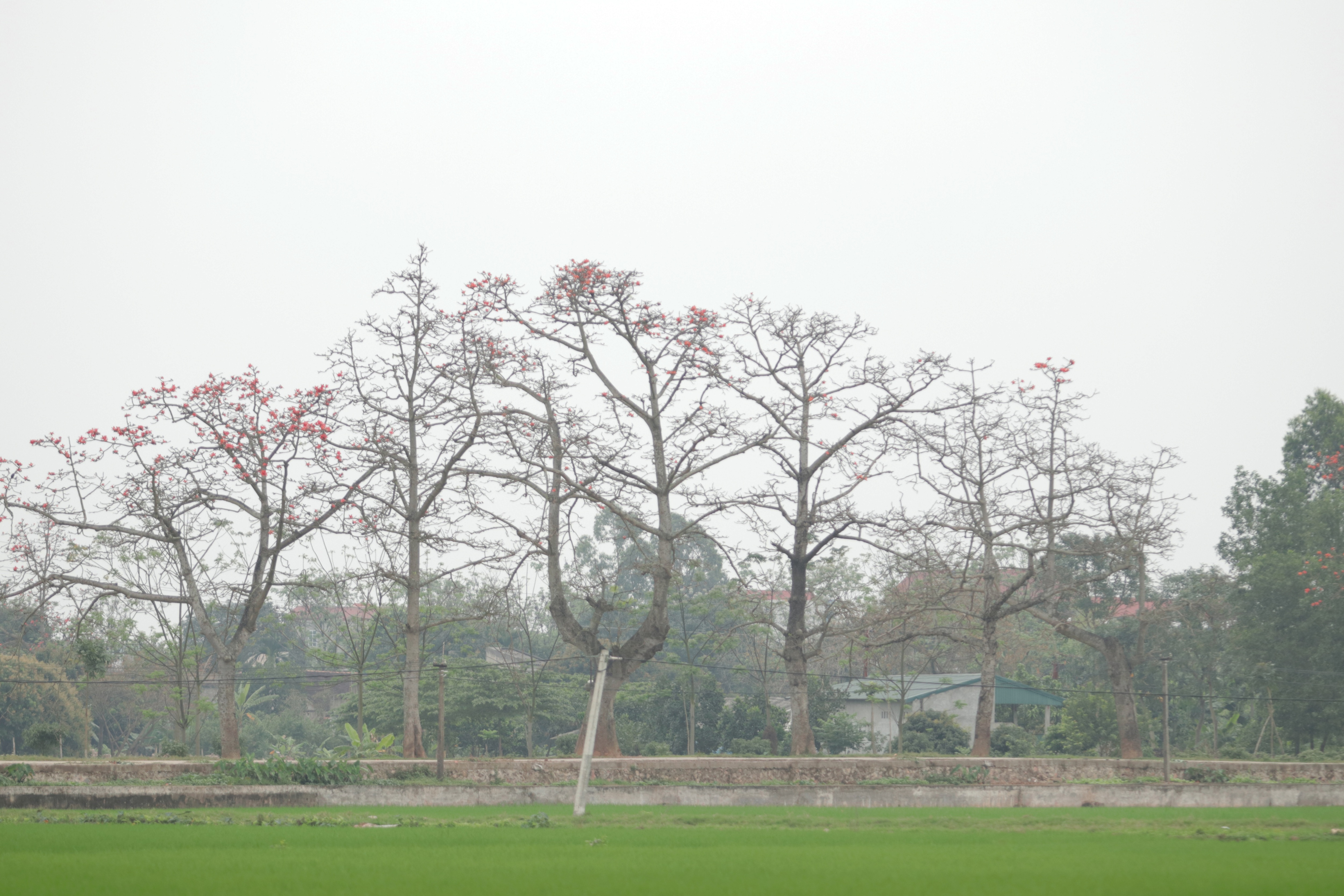 Hoa gạo nhuộm đỏ những góc trời ở ngoại thành Hà Nội - 11