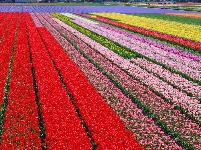 Chiêm ngưỡng vẻ lộng lẫy của những cánh đồng hoa đẹp nhất thế giới - 15