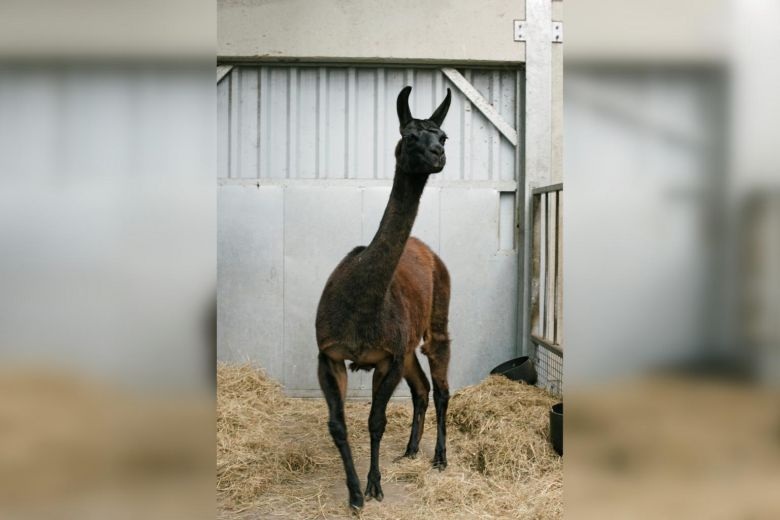 Phát hiện kháng thể từ lạc đà có khả năng ngăn chặn SARS-CoV-2