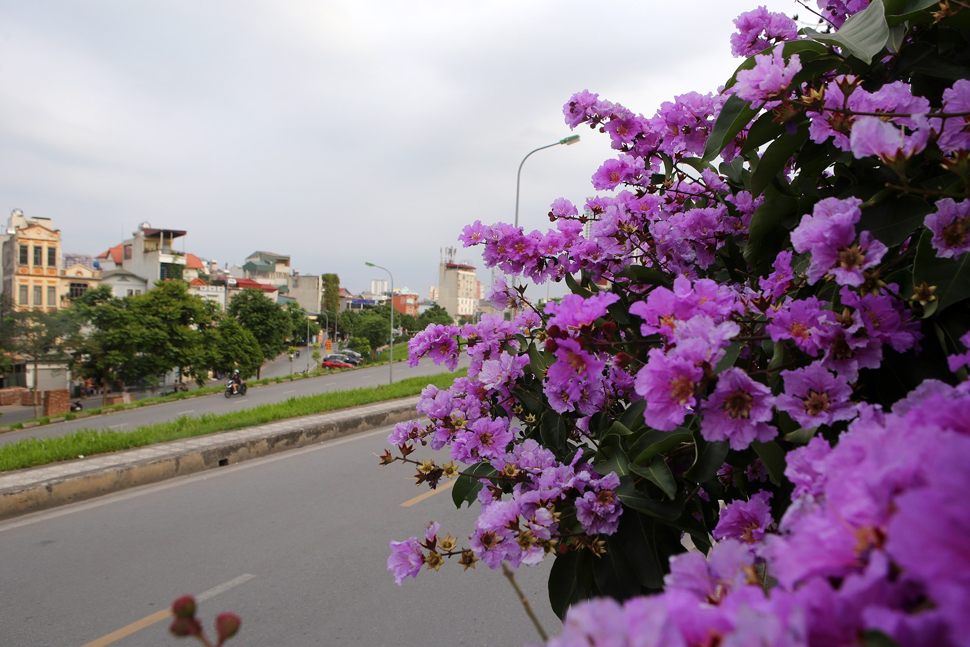 Ngắm hoa bằng lăng nở tím trời Hà Nội - 6 Ngắm hoa bằng lăng nở tím trời Hà Nội - 6