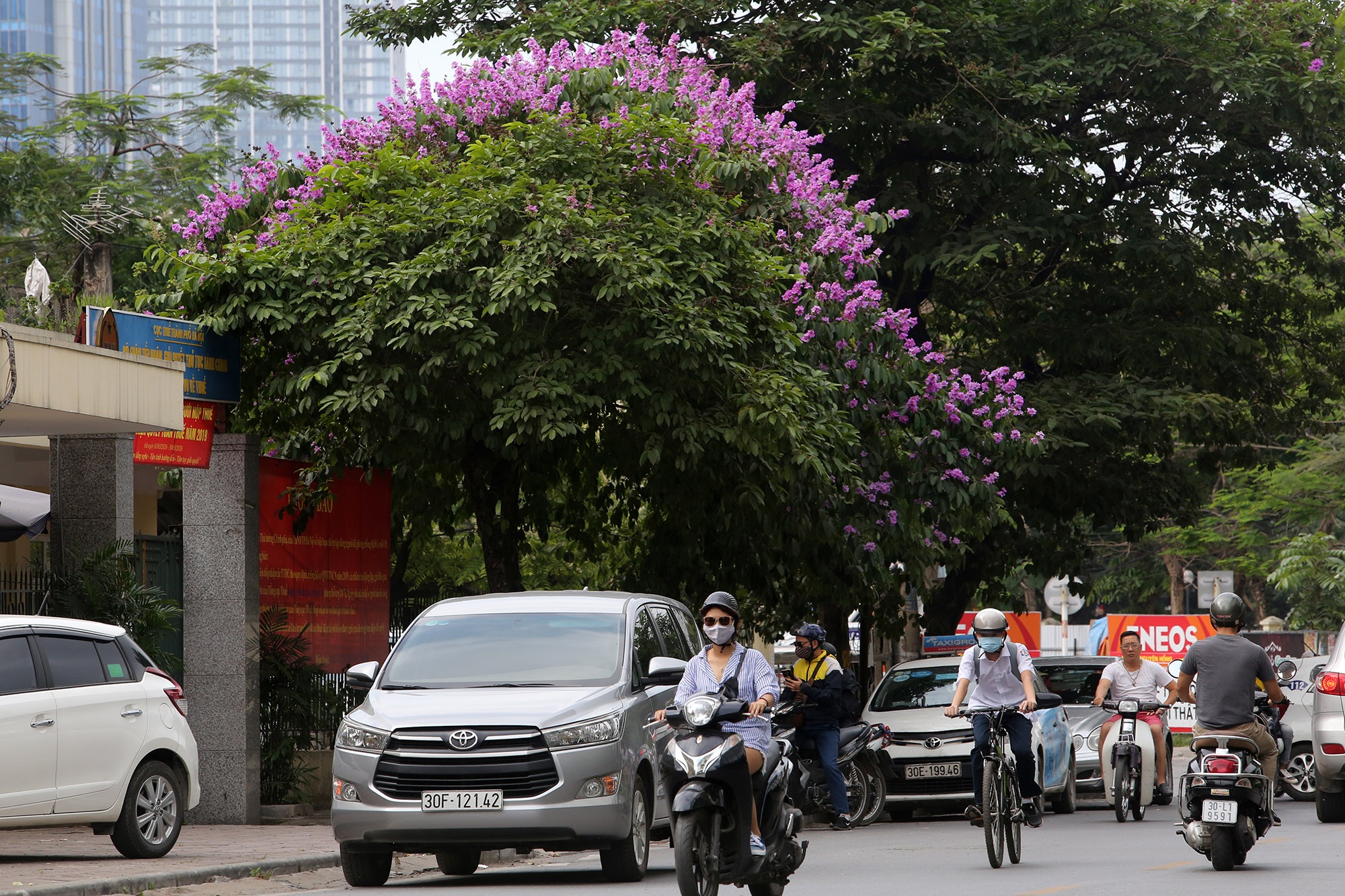Ngắm hoa bằng lăng nở tím trời Hà Nội - 9 Ngắm hoa bằng lăng nở tím trời Hà Nội - 9