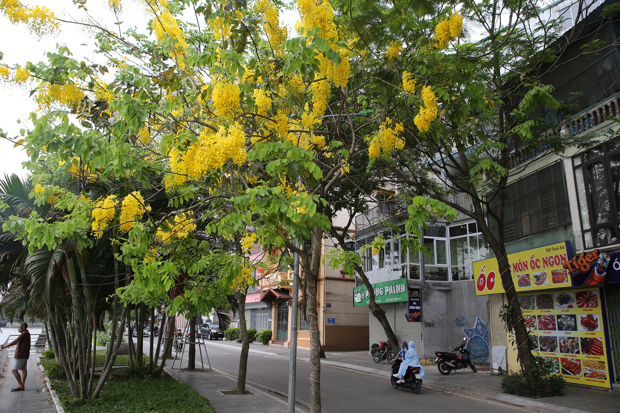 Hồ Tây thơ mộng trong sắc hoa muồng hoàng yến - 15 Hồ Tây thơ mộng trong sắc hoa muồng hoàng yến - 15