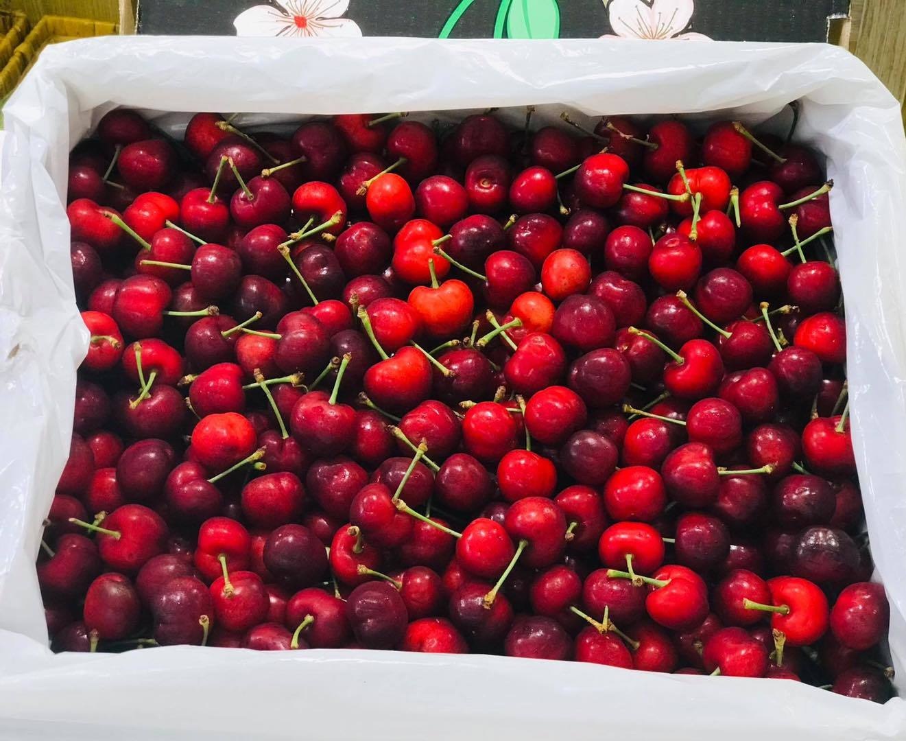 Hết thời gi&aacute; rẻ, nh&agrave; gi&agrave;u Việt ăn cherry Mỹ 1 triệu đồng/kg - 1