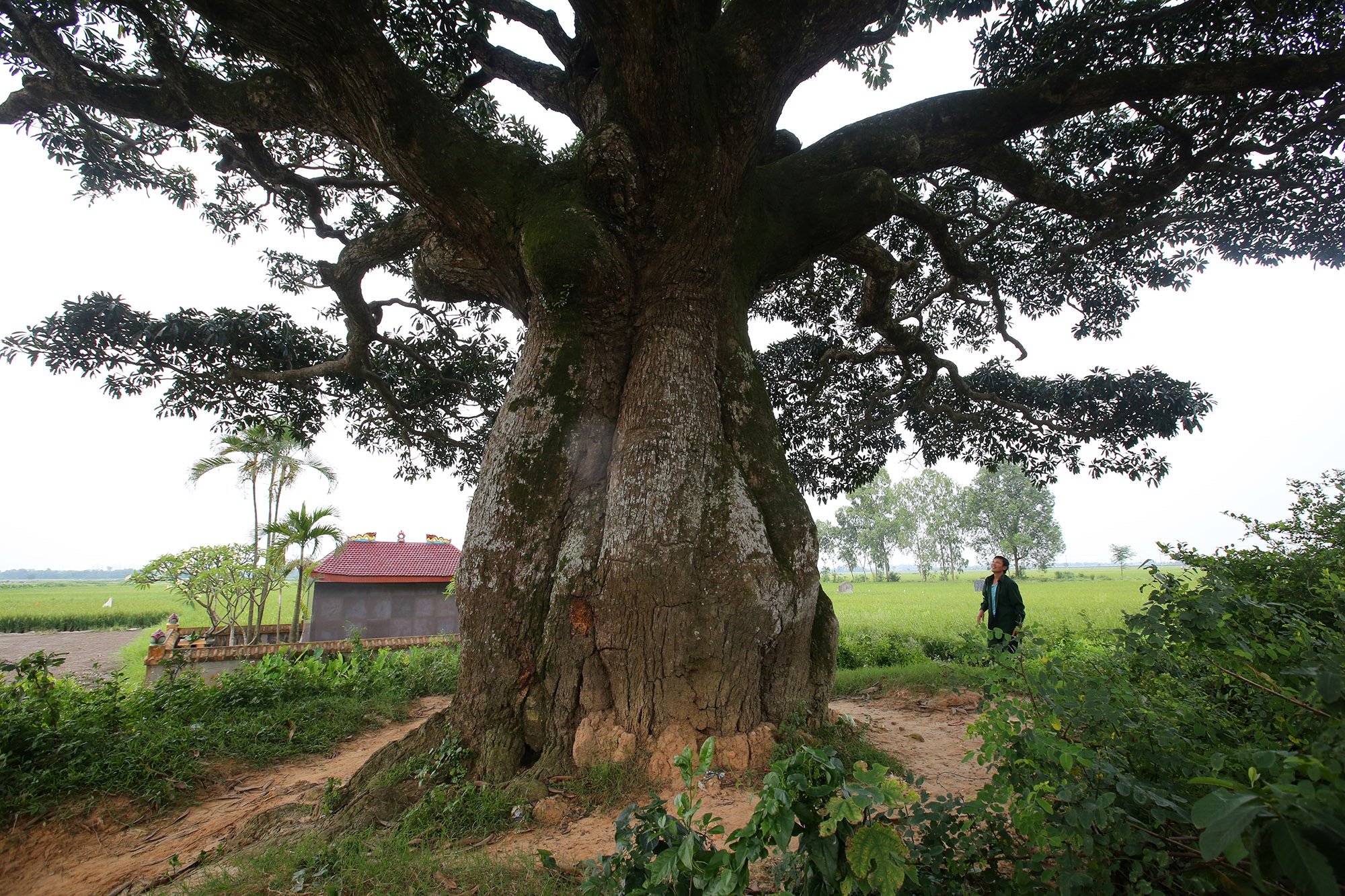Hà Nội: Cây trôi cô đơn nghìn năm tuổi, báu vật của làng Bình Đà - 13
