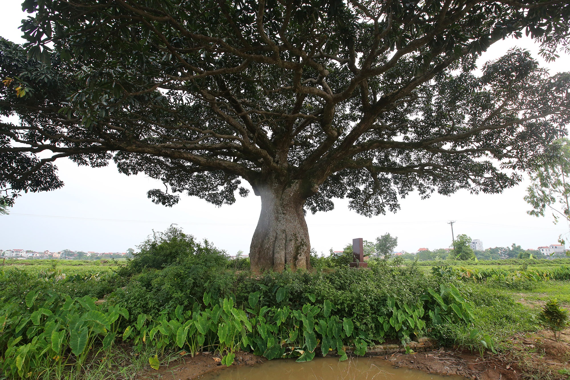 Hà Nội: Cây trôi cô đơn nghìn năm tuổi, báu vật của làng Bình Đà - 2
