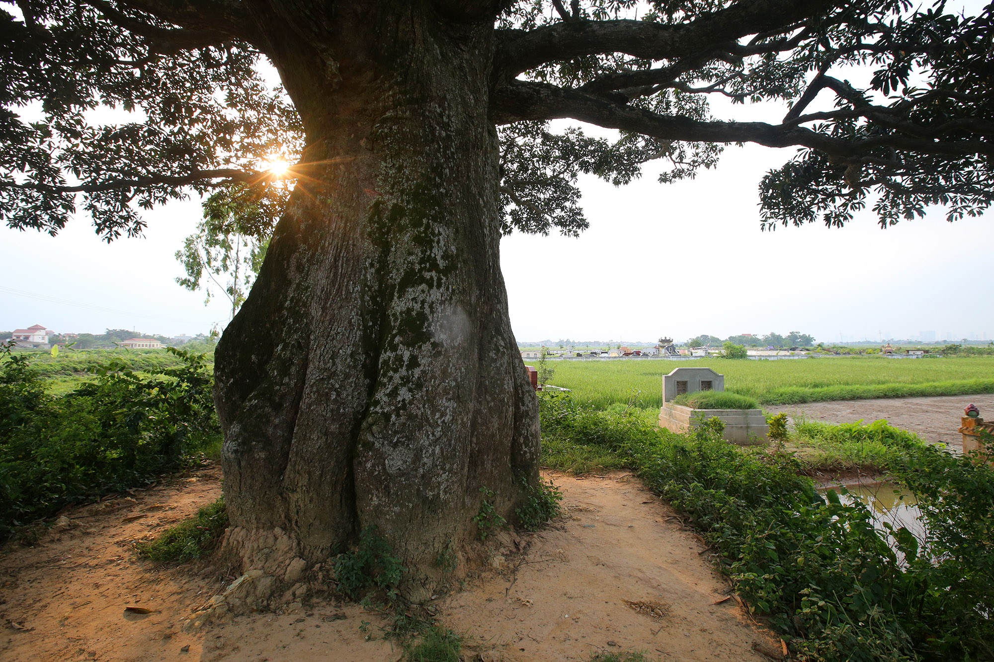 Hà Nội: Cây trôi cô đơn nghìn năm tuổi, báu vật của làng Bình Đà - 3