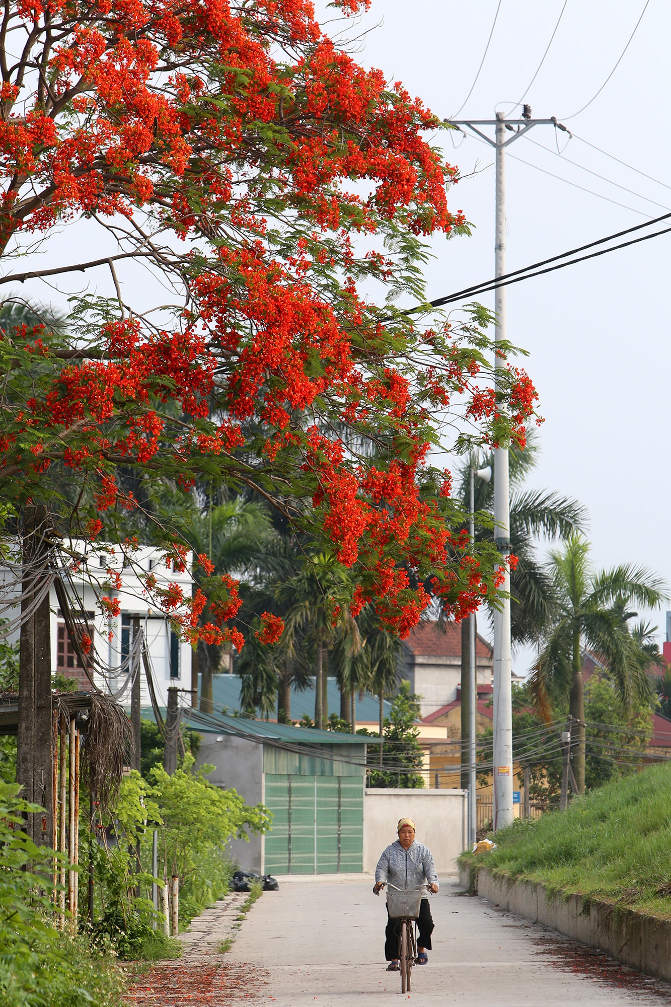 Hoa phượng đỏ rực rỡ khắp Hà Nội - 4