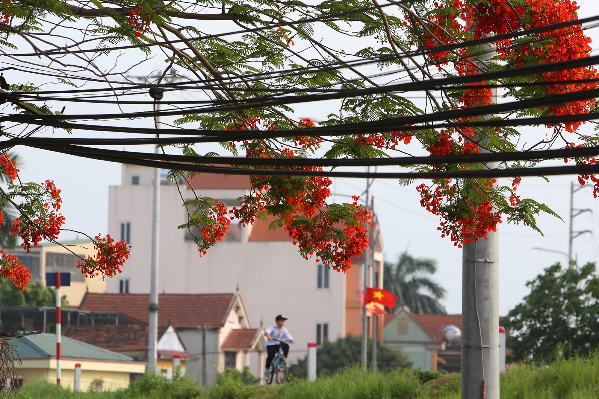 Hoa phượng đỏ rực rỡ khắp Hà Nội - 7 Hoa phượng đỏ rực rỡ khắp Hà Nội - 7