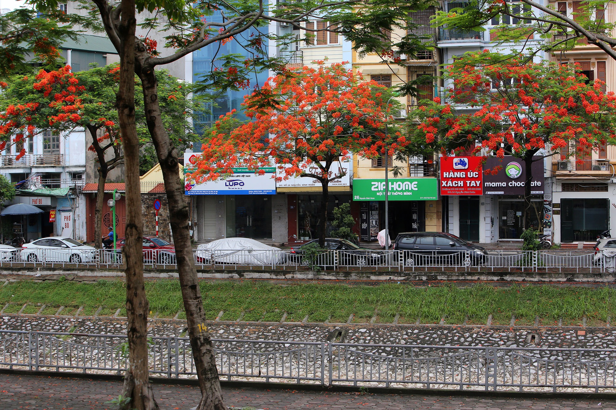 Hoa phượng đỏ rực rỡ khắp Hà Nội - 9 Hoa phượng đỏ rực rỡ khắp Hà Nội - 9