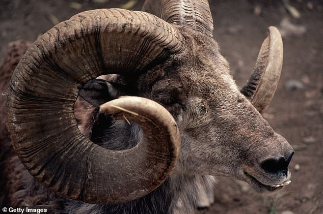 Con trai ông Trump tiêu tốn 75.000 USD tiền thuế vì đi săn cừu quý