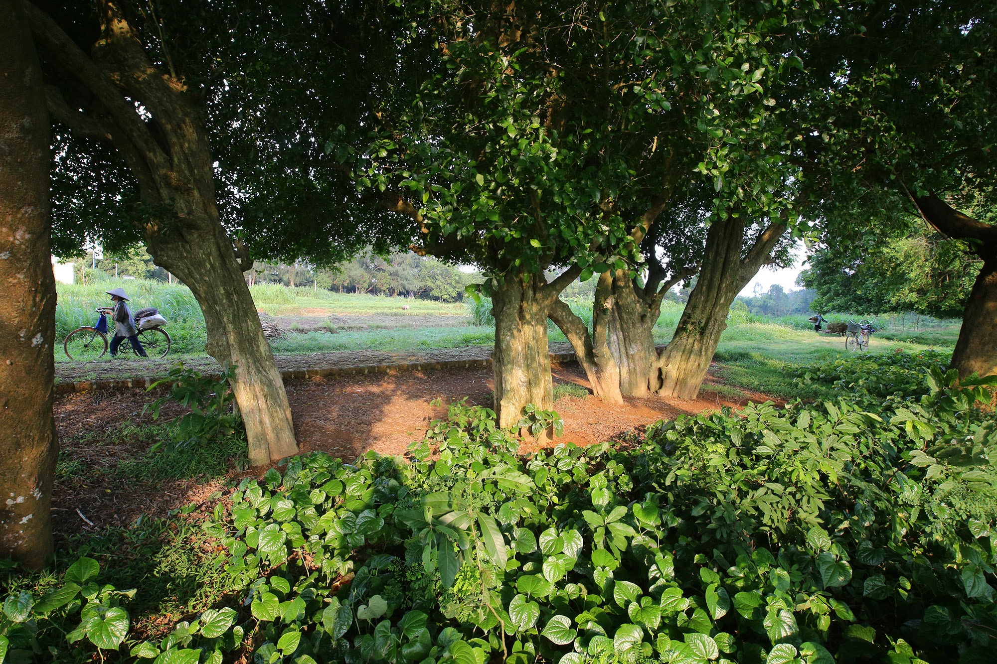 Rặng cây duối cổ hơn 1000 năm tuổi ở Hà Nội - 2