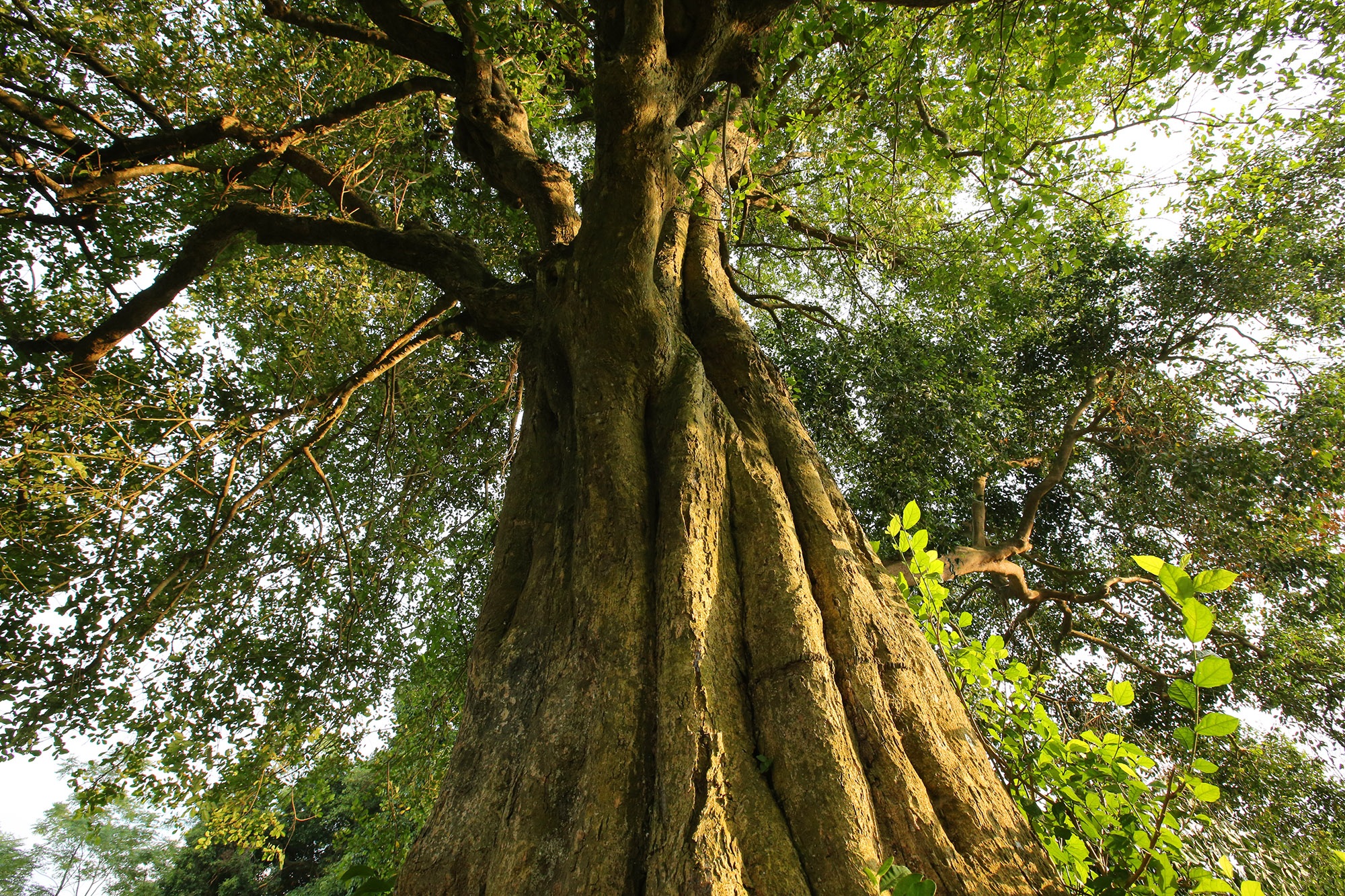 Rặng cây duối cổ hơn 1000 năm tuổi ở Hà Nội - 3