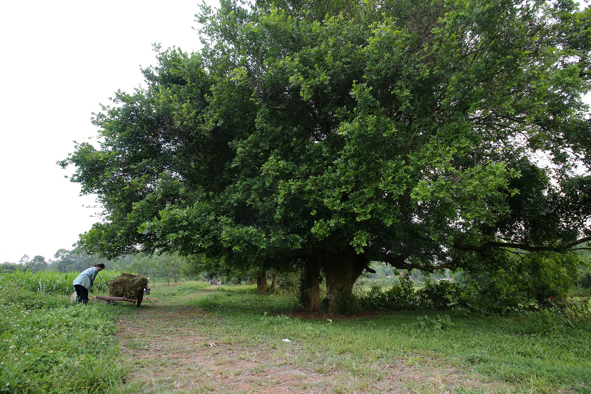 Rặng cây duối cổ hơn 1000 năm tuổi ở Hà Nội - 5