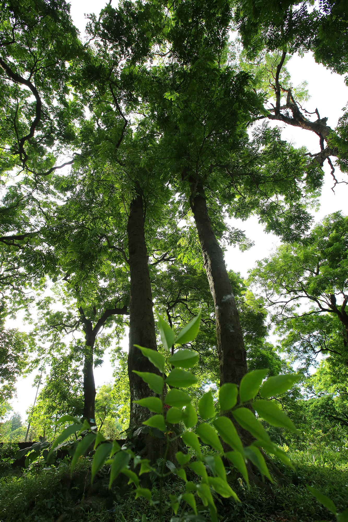 Rừng lim xanh cổ thụ hơn nghìn năm tuổi ngay tại Hà Nội - 5