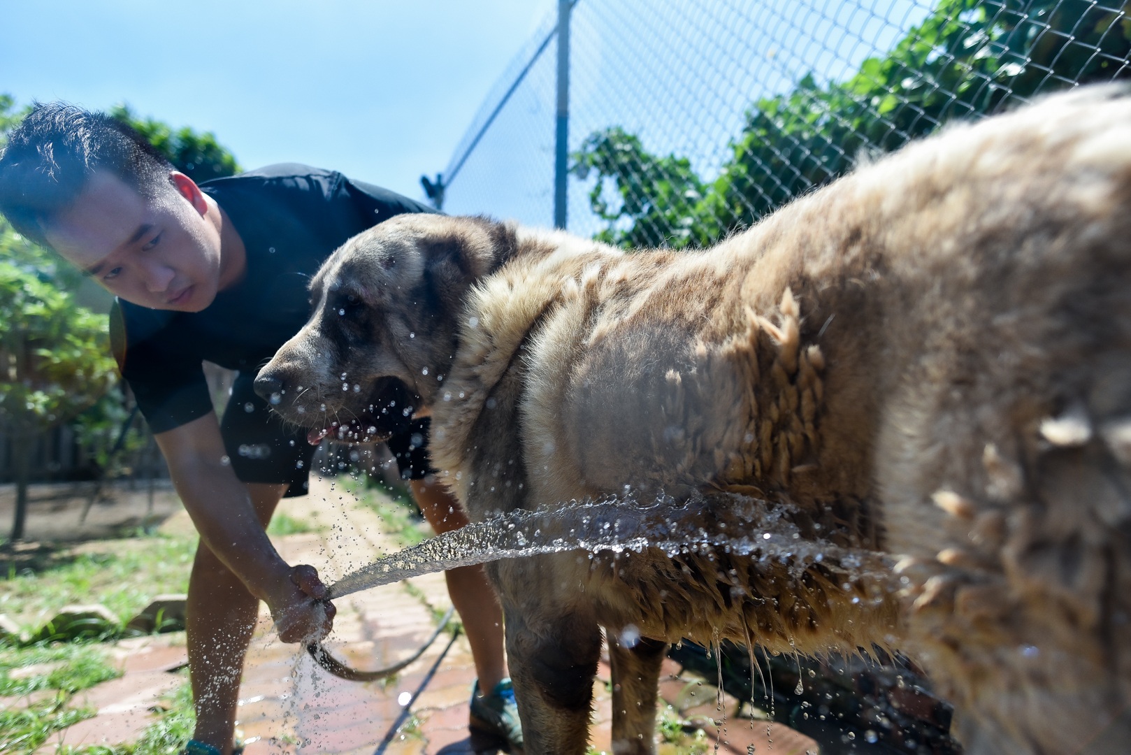 9x cực nhọc chống nóng cho đàn chó khổng lồ giá hàng trăm triệu đồng - 11